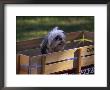Dog In Wagon by Frank Simonetti Limited Edition Print