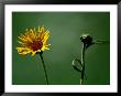 Prairie Wildflowers In Badlands National Park, South Dakota by Raymond Gehman Limited Edition Print