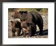 Brown Bear Sow With Cubs Looking For Fish, Katmai National Park, Alaskan Peninsula, Usa by Steve Kazlowski Limited Edition Pricing Art Print