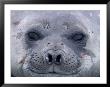 Southern Elephant Seal Yearling, South Georgia Island, Antarctica by Hugh Rose Limited Edition Print