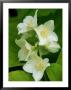 Mock Orange by Mark Bolton Limited Edition Print