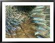 Tui, Feather Detail, New Zealand by Tobias Bernhard Limited Edition Print