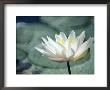 Nymphaea Marliacea Albida (Waterlily, Hardy Group) by Hemant Jariwala Limited Edition Print