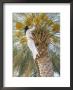 Date Picker, Nizwa, Oman, Gulf States, Middle East by Peter Ryan Limited Edition Print