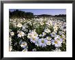 Daisy, Leucanthemum Vernale, Hiller Moor, Luebbecke, Germany by Thorsten Milse Limited Edition Print