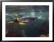 King Penguin, Underwater, Sub Antarctic by Tobias Bernhard Limited Edition Print