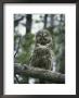 Portrait Of A Great Gray Owl Who Has Just Eaten Its Prey by Michael S. Quinton Limited Edition Print
