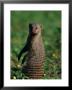 A Banded Mongoose Sits Upright To Get A Better Look At Things by Beverly Joubert Limited Edition Print