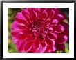 Dahlia Grace Nash, Close-Up Of Pink Flower by Lynn Keddie Limited Edition Print