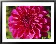 Dahlia Grace Nash, Close-Up Of Pink Flower by Lynn Keddie Limited Edition Print