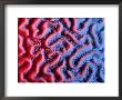 Brain Coral, Calcium Carbonate Skeleton by Sinclair Stammers Limited Edition Pricing Art Print