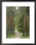 Path Through Pine Forest, Near Riga, Latvia, Baltic States, Europe by Gary Cook Limited Edition Pricing Art Print