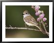 Ash-Throated Flycatcher, Uvalde County, Hill Country, Texas, Usa by Rolf Nussbaumer Limited Edition Print