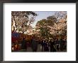 Cherry Blossom Viewing Hanami, Kanazawa City, Honshu Island, Japan by Christian Kober Limited Edition Print