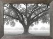 Silhouette Oak by William Guion Limited Edition Pricing Art Print