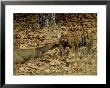 Ttiger, With Prey, India by Satyendra K. Tiwari Limited Edition Print