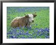 Cow (Mixed Breeds) In Bluebonnets Texas by Alan And Sandy Carey Limited Edition Print