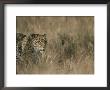 A Leopard On The Prowl In Masai Mara National Reserve by Roy Toft Limited Edition Print