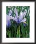 Iris Reticulata (Cantab), February by Mark Bolton Limited Edition Print