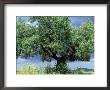 Olive Trees, Andalucia, Spain by Mike Slater Limited Edition Pricing Art Print