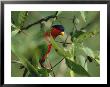 Collared Lory Sitting On A Tree Branch by Tim Laman Limited Edition Pricing Art Print