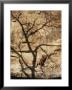 A Trees Shadow Cast Across A Climber And A Jacks Canyon Cliffside by John Burcham Limited Edition Print