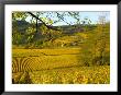 Autumn Morning In Pouilly-Fuisse Vineyards, France by Lisa S. Engelbrecht Limited Edition Print
