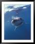 Underwater View Of A Great White Shark, South Africa by Michele Westmorland Limited Edition Print