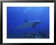Bottlenose Dolphin, Underwater, Caribbean by Gerard Soury Limited Edition Print