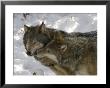 Gray Wolf, Two Captive Adults Kissing, Montana, Usa by Daniel Cox Limited Edition Print