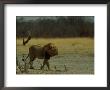 Ntwadumela, One Of The Two Adult Males That Control The Group Dubbed The Central Pride by Beverly Joubert Limited Edition Print