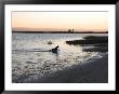 Black Labrador Running On Beach In Cape Cod, United States by Keenpress Limited Edition Print