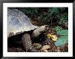 Closeup Of Giant Tortoise, Seychelles by Nik Wheeler Limited Edition Print