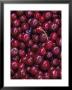 Flathead Sweet Cherries, Montana, Usa by Chuck Haney Limited Edition Print