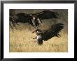 Lappet-Faced Vulture, Three In Air, Fighting Over Food, Botswana by Mark Hamblin Limited Edition Print