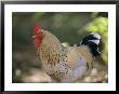 Close View Of A Rooster by Joel Sartore Limited Edition Print