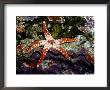 A Close-View Of A Sea Star Starfish by Wolcott Henry Limited Edition Print