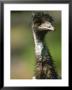 A Close View Of An Emu by Joel Sartore Limited Edition Print