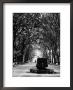 Cours Mirabeau, One Of The Main Avenues In Aix En Provence by Gjon Mili Limited Edition Pricing Art Print