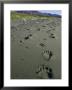 Grizzly Bear, Footprints In Wet Sand, Alaska by Mark Hamblin Limited Edition Pricing Art Print