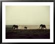 Elephants, Mating Chase At Dusk, Kenya by Martyn Colbeck Limited Edition Print