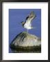 Common Sandpiper, Calling With Wings Raised, Scotland by Mark Hamblin Limited Edition Print