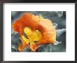 Horned Poppy by Hemant Jariwala Limited Edition Print