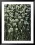 Garlic Chives, Whose Growth Is Encouraged By Nipping The Flowers by Sam Abell Limited Edition Print