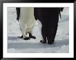 View Of The Legs And Feet Of A Pair Of Emperor Penguins by Bill Curtsinger Limited Edition Print