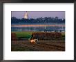 Farmer And His Oxen Plough Field By Tuangthaman Lake, Myanmar (Burma) by Jerry Alexander Limited Edition Pricing Art Print