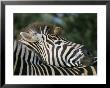 Redbilled Oxpecker On Burchell's Zebra, Kruger National Park, South Africa by Steve & Ann Toon Limited Edition Print