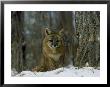 Grey Fox In Winter, Minnesota by Alan And Sandy Carey Limited Edition Print