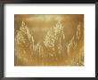 Sun Highlights Wispy Seedheads On Bullrushes by Stephen St. John Limited Edition Print