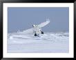 Whooper Swan (Cygnus Cygnus) Landing On Snow, Feet And Wings Extended by Roy Toft Limited Edition Print